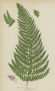普通刺蕨（彩色石版画） 作者 英语学校
