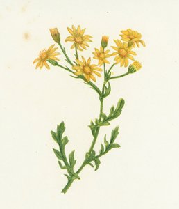 常见的狗舌草，千里光Jacobaea 作者 英语学校