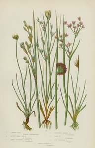 普通蔺草、小尖海蔺草、尖花节蔺草、簇生高山蔺草、蟾蜍蔺草（彩色石版画） 作者 英语学校