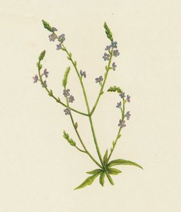 马鞭草（彩色石版画） 作者 英语学校