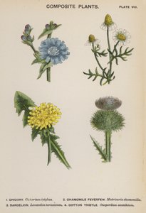 复合植物（彩色印刷） 作者 英语学校