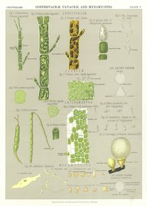 Confervaceae，Ulvaceae和Myxomycetes 作者 英语学校