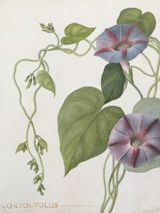 旋花植物紫花苜蓿（wv on vellum）