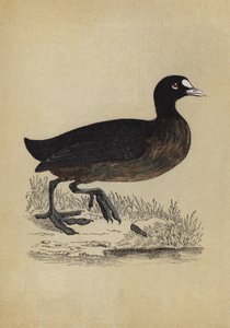 鹦鹉（彩色平版印刷 作者 英语学校