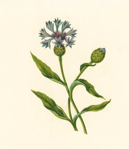 玉米蓝瓶，Centaurea Cyanus（彩色石版画） 作者 英语学校
