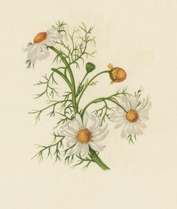 粟米粉，除虫菊（彩色印刷品） 作者 英语学校