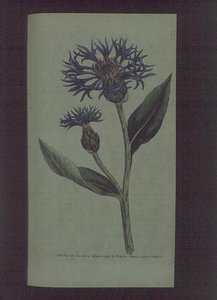 矢车菊（Centaurea montana），图版77来自威廉-柯蒂斯的《植物学杂志》（或《展示的花圃》），出版。1789-90（雕刻）。 作者 英语学校