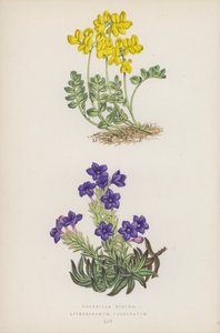 小冠； 紫草（彩色石版） 作者 英语学校