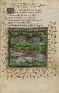 Cotton Vespasian B.XII，f.4 獾、野猫和水獭插图；附诗句，摘自 William Twety 和 John Gyfford 的《狩猎论》，约 1440 年（牛皮纸）。 作者 英语学校