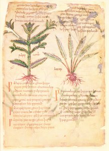 科顿-维特里乌斯 C.III fol.30 Wulfes Camb 和 Henep 插图，选自阿普列乌斯（公元 123-80 年）的古英语草药 "Dioscorides"（牛皮纸）。 作者 英语学校
