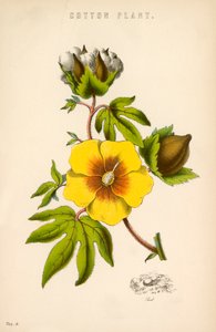 棉花厂 作者 英语学校