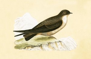 Crag Swallow，来自“不列颠群岛未观察到的欧洲鸟类历史”的插图作者：Charles Robert Bree（1811-86），1867年出版 作者 英语学校