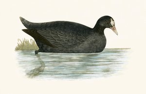 Crested Coot，来自&39;不列颠群岛未观察到的欧洲鸟类历史&39;的插图作者：Charles Robert Bree（1811-86），1867年出版 作者 英语学校