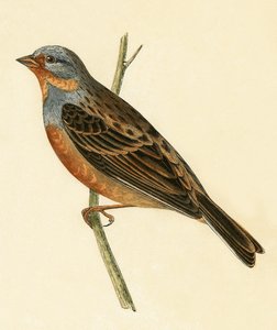 Cretzschmaer的彩旗，来自查尔斯·罗伯特·布里（1811-86）的“不列颠群岛未观察到的欧洲鸟类历史”，1867年出版 作者 英语学校