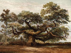 Crouch Oak，Addlestone 作者 英语学校