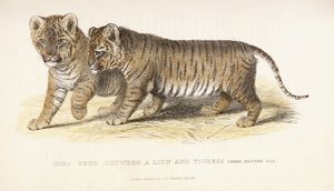 幼狮在狮子和母老虎之间繁殖，三个月大，1827-1835年 作者 英语学校