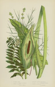 布谷品特草、甜莎草、对叶塘草、茴香叶塘草（彩色石印版） 作者 英语学校