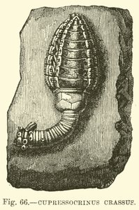 Cupressocrinus脂肪 作者 英语学校