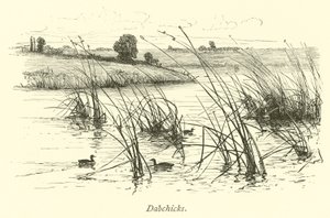 Dabchicks 作者 英语学校