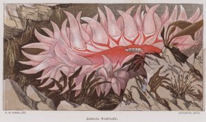 大丽花 Wartlet（彩色石版画） 作者 英语学校