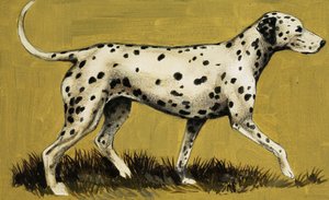 Dalmation狗 作者 英语学校