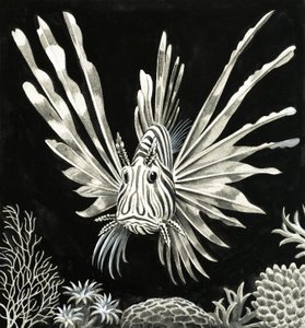 海上危险 作者 英语学校