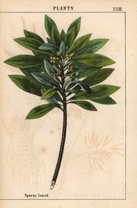Daphne laureola 或 Spurge-laurel ，选自《教学图画书，或蔬菜世界的课程》，[夏洛特-玛丽-永格]，爱丁堡 作者 英语学校