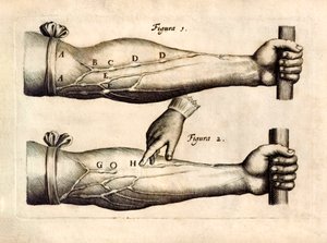 De Motu Cordi，由威廉·哈维（William Harvey，1578-1657 年）于 1628 年首次出版，在 Animalibus