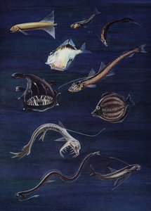 深海鱼（彩色平版） 作者 英语学校