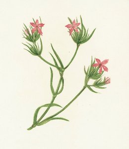 Deptford Pink，Dianthus Armeria 作者 英语学校