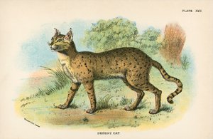 沙漠猫 作者 英语学校