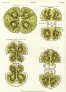Desmid 作者 英语学校