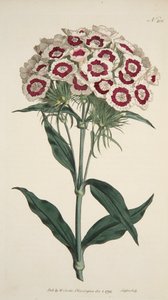粉红石竹（Dianthus Barbatus Bearded Pink）, pub.1792年手绘版画。 作者 英语学校