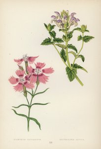 高加索石竹； 高山黄芩（彩色平版） 作者 英语学校