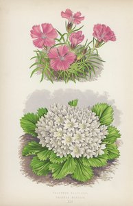 冰川石竹；报春花（彩色石版画） 作者 英语学校