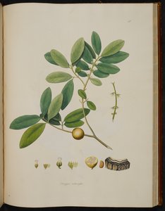 Diospyros melanoxylon，选自《科罗曼德海岸的植物 作者 英语学校