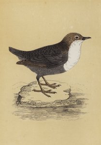 北斗七星（彩色平版） 作者 英语学校