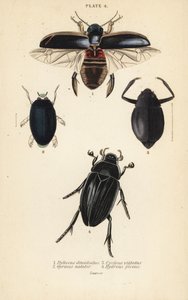 潜水甲虫，Dytiscus dimidiatus 1，普通旋风甲虫，Gyrinus natator 2，Cyclous vittatus 3，和大银水甲虫，Hydrophilus piceus 4 作者 英语学校