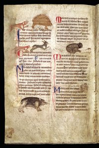 狗追豪猪、狐狸追兔子、猫追老鼠等，英国兽类志，13 世纪早期（牛皮纸） 作者 英语学校