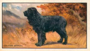 狗：可卡犬（彩色印刷版） 作者 英语学校
