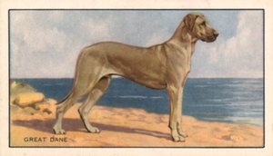 狗：大丹犬（彩色石版画） 作者 英语学校