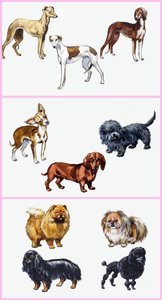 狗蒙太奇 作者 英语学校
