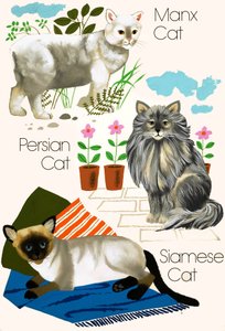 家猫 作者 英语学校