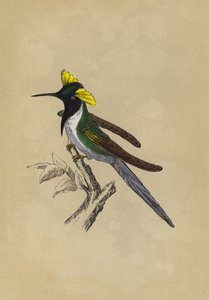 双冠蜂鸟（彩色平版画 作者 英语学校