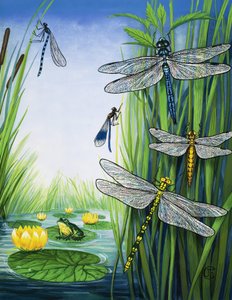 蜻蜓 作者 英语学校