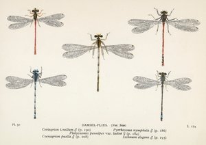 蜻蜓水蜻蜓（彩色石版画） 作者 英语学校