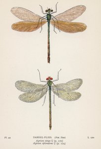 蜻蜓水蜻蜓（彩色石版画） 作者 英语学校