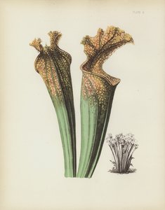 Drummonds Side-Saddle Flower，Sarracenia Drummondii 作者 英语学校