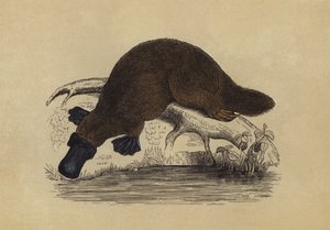 鸭嘴兽（彩色石版画） 作者 英语学校