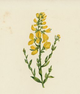 染工绿草，Genista Tinctoria（彩色石版画） 作者 英语学校